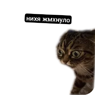 Sticker MemesCult - 2