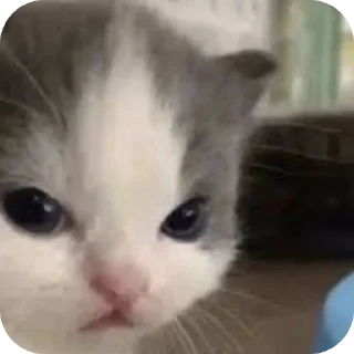 Sticker MemesCult - 5