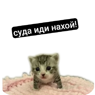 Sticker MemesCult - 7