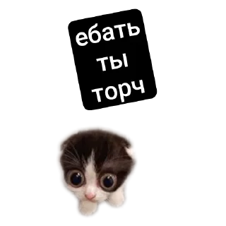 Sticker MemesCult - 4