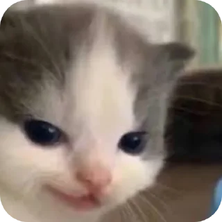 Sticker MemesCult - 6