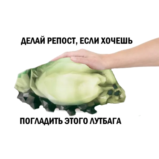 text vegetable cabbage