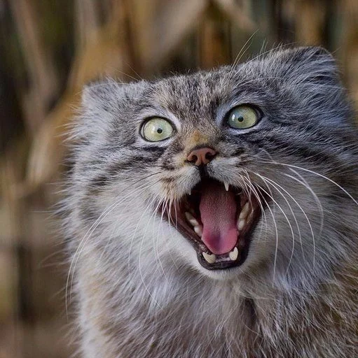 Sticker MemesFrom15 - 1