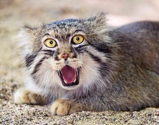 Sticker MemesFrom15 - 1