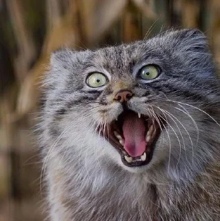 Sticker Мешанина - 4