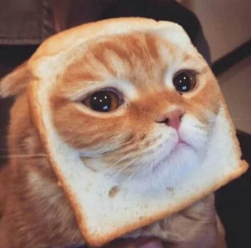 small to medium-sized cats felidae indoor