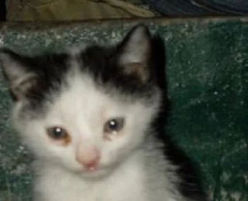 mammal animal domestic cat