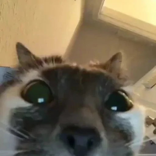 mammal animal indoor