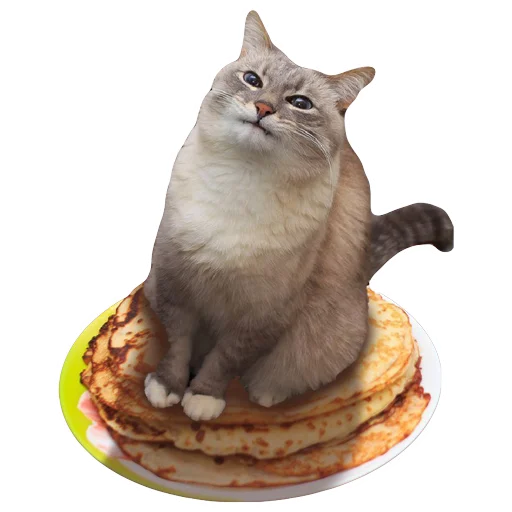 animal small to medium-sized cats felidae