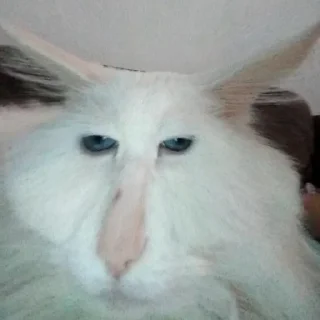 Memes for chat - мультфильм