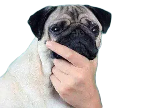 животное млекопитающее порода собак