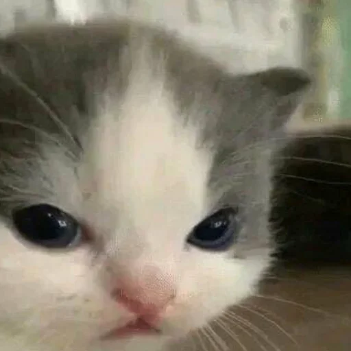 Sticker мемес - 9