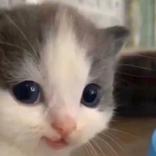 Sticker мемес - 8