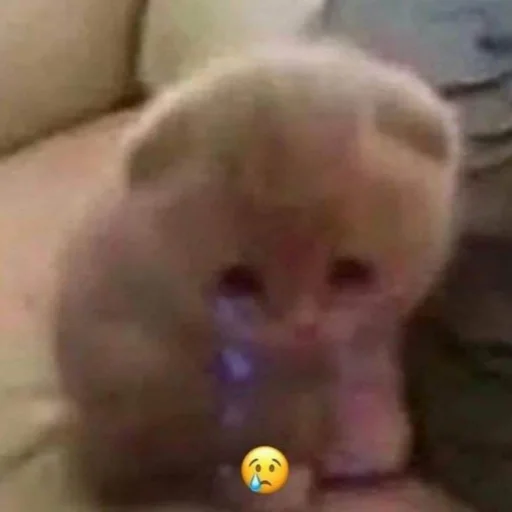 Sticker мемес - 7