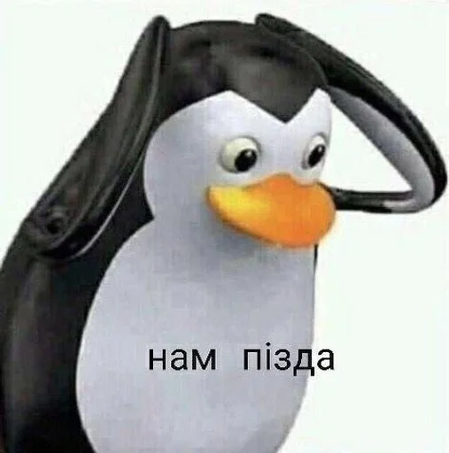 penguin cartoon aquatic bird