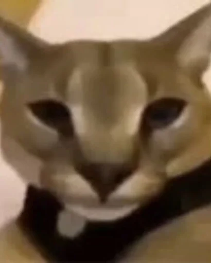 Белуга или Хацкер мемы :: @fStikBot - 