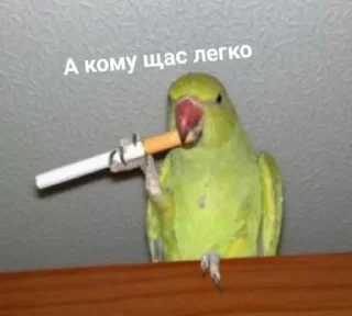 Стикер Орные мемасы - 10