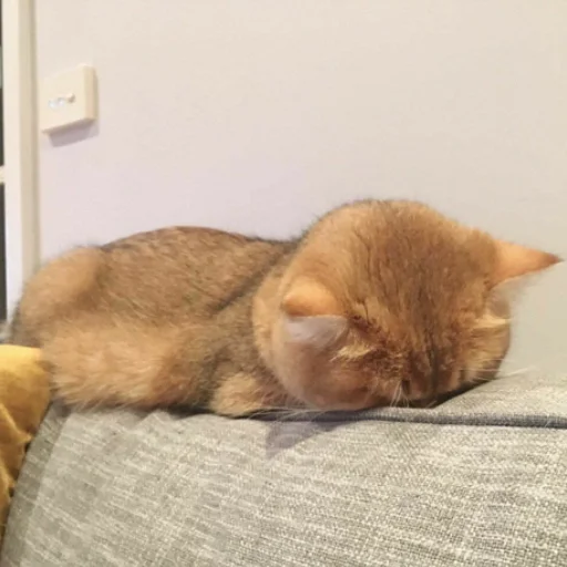 Стикер Memessuki - 1