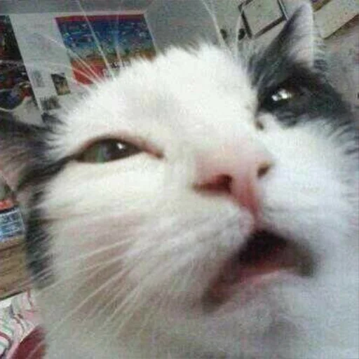 Стикер Memessuki - 1