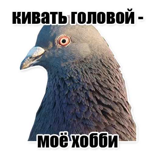 животное птица голубь