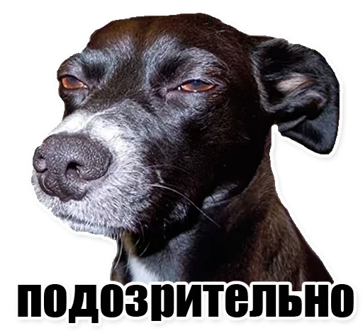 млекопитающее животное собака