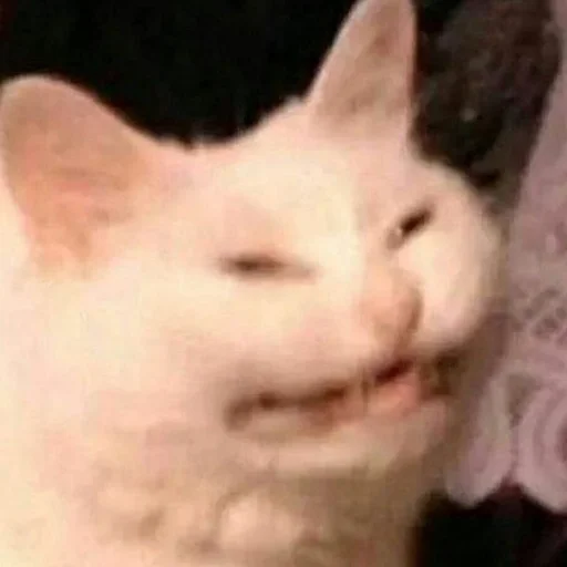 млекопитающее животное кошка