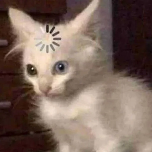 млекопитающее животное кошка