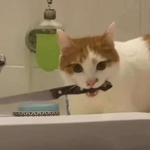 комнатный кошка животное