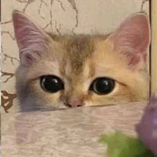 животное млекопитающее кошка