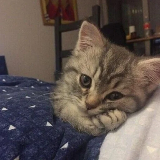 кошка комнатный животное