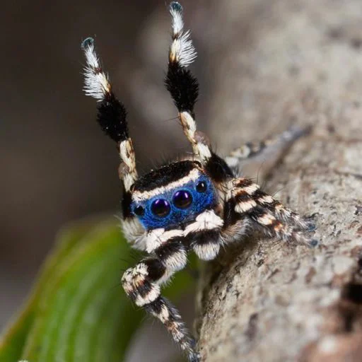 Sticker Memmesss - 1