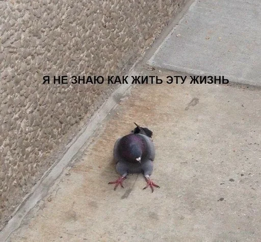 земля голубь животное