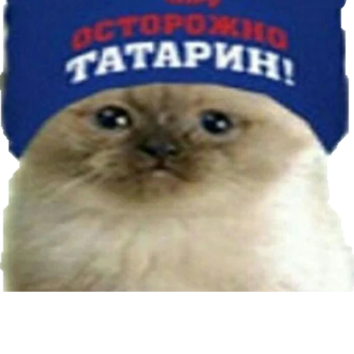 СМС млекопитающее животное