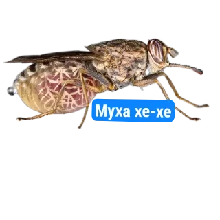 Sticker МемнограмРейДжесс - 11