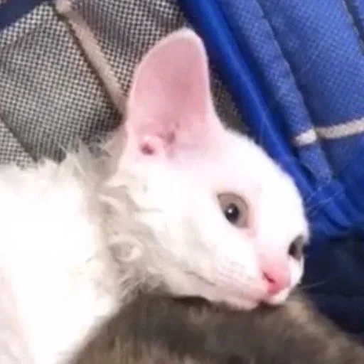 mammal animal small to medium-sized cats