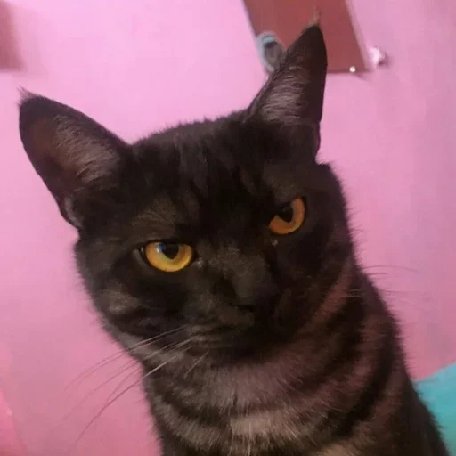 animal mammal domestic cat