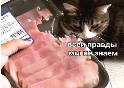 cat text small to medium-sized cats