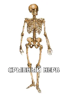 скелет