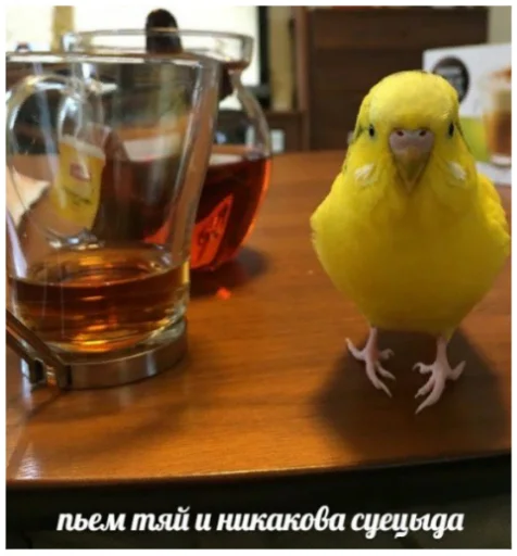 птица пить посуда для напитков