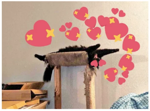 цветок комнатный кошка