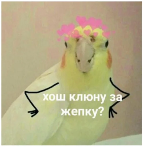 попугай птица животное