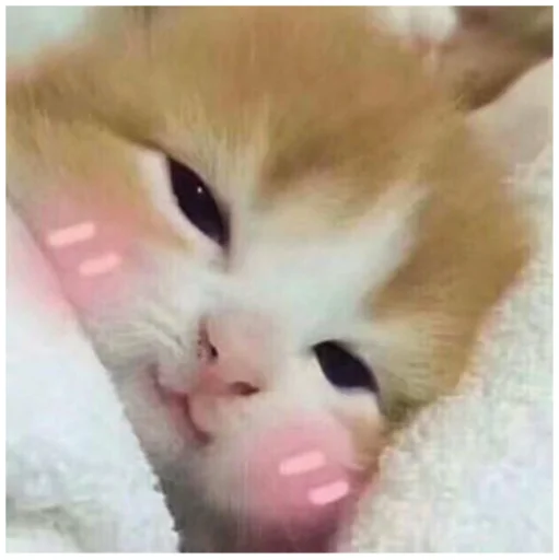 животное млекопитающее кошка