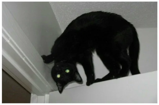 кошки малого и среднего размера чёрная кошка млекопитающее