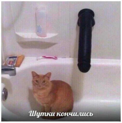 кошка животное комнатный