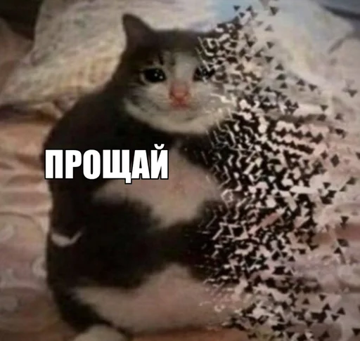 Sticker Мемы @TGSHAvKAT - 6