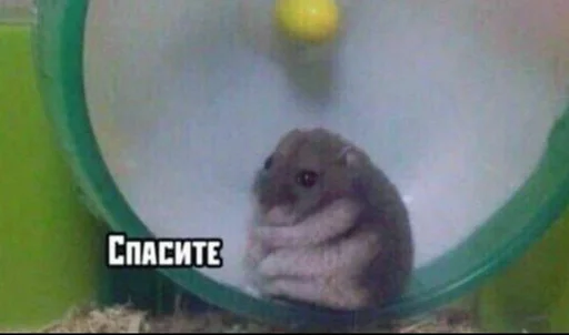 Sticker Мемы @TGSHAvKAT - 3