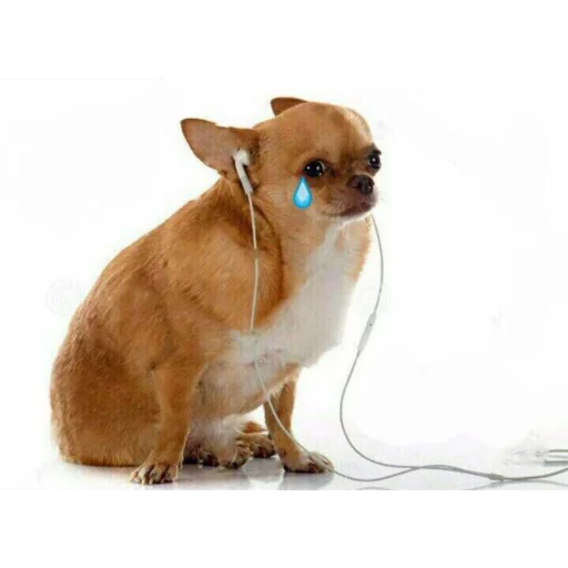 млекопитающее животное домашнее животное