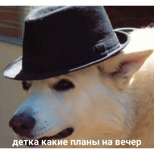 домашнее животное порода собак мягкая фетровая шляпа