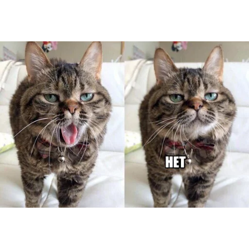 животное млекопитающее кошка