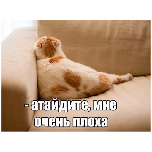 животное млекопитающее домашняя кошка